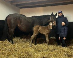 foal by Stute von Native Trail xx (Thoroughbred, 2025, from Native Trail xx)