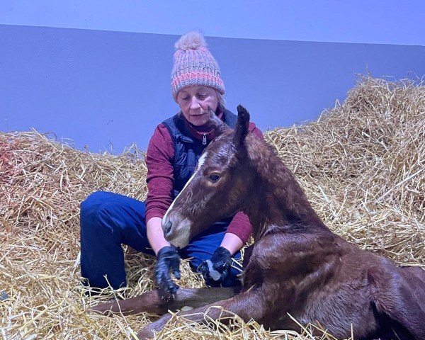 foal by Stute von Native Trail xx (Thoroughbred, 2025, from Native Trail xx)