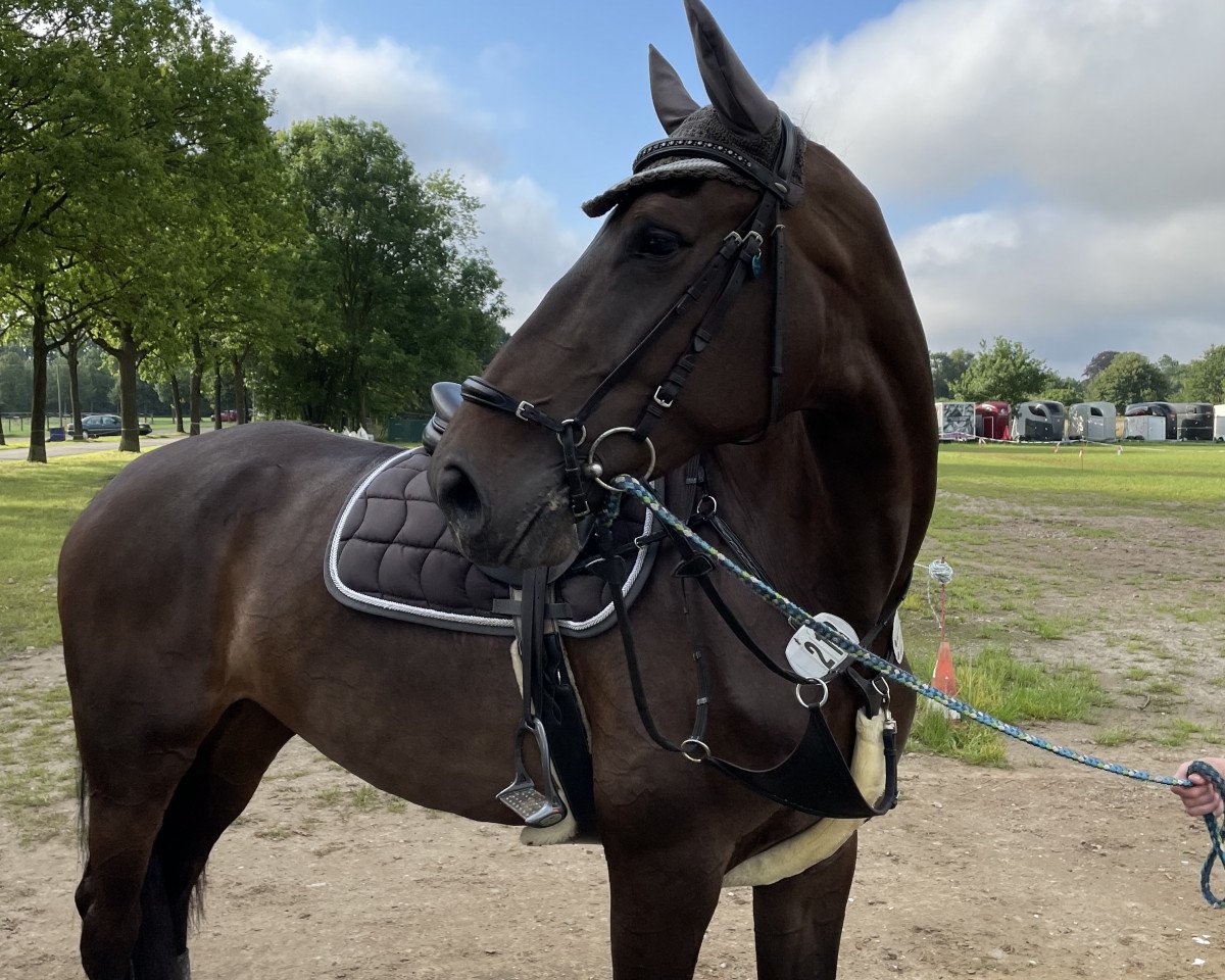 jumper Celesté D'Amour (KWPN (Royal Dutch Sporthorse), 2015, from Connect)