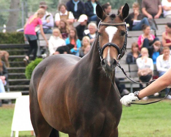 broodmare Classic Malina (German Riding Pony, 2009, from Classic Dancer III)