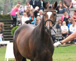 Zuchtstute Classic Malina (Deutsches Reitpony, 2009, von Classic Dancer III)