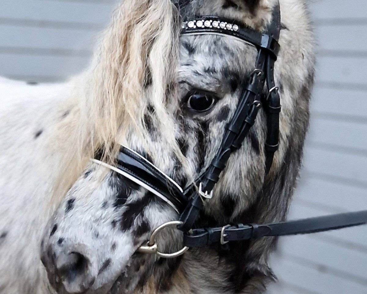 Pferd Eduardo (Dt.Part-bred Shetland Pony, 2021, von Eddie)