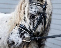 horse Eduardo (Dt.Part-bred Shetland pony, 2021, from Eddie)