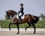 dressage horse So wie Du 2 (Westphalian, 2009, from Spielberg)