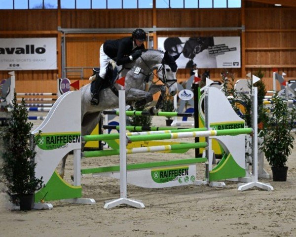 jumper Babsi Blue (Oldenburg show jumper, 2019, from Baloutaire PS)