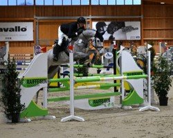 jumper Babsi Blue (Oldenburg show jumper, 2019, from Baloutaire PS)