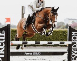 jumper Col-Sina L (KWPN (Royal Dutch Sporthorse), 2007, from Colman)