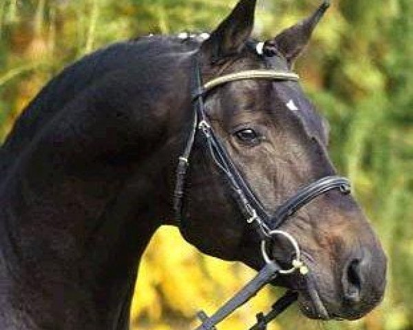 stallion Carismo II 123 FIN (Hanoverian, 1993, from Calypso II)