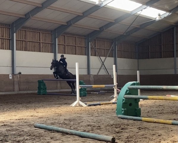 jumper Fuu Verla (KWPN (Royal Dutch Sporthorse), 2010, from Kreator xx)