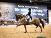 dressage horse Ikke 5 (KWPN (Royal Dutch Sporthorse), 2013, from Everdale)