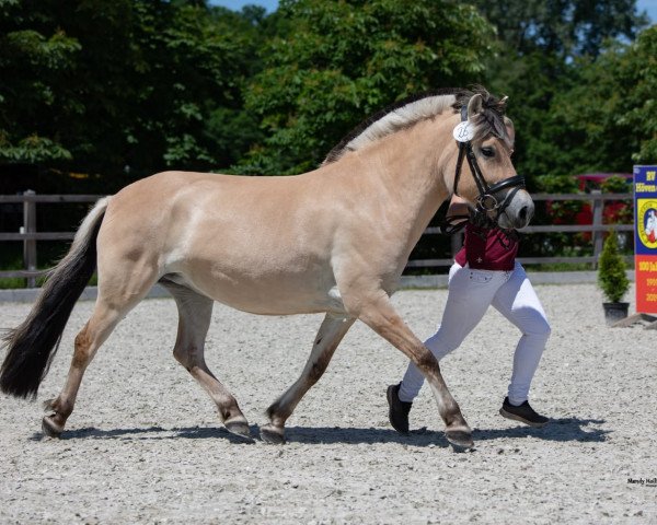 horse Pepita (Fjord Horse, 2017, from Hjellsohn)