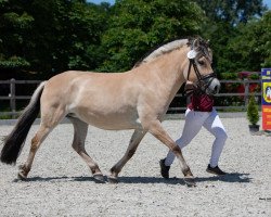 horse Pepita (Fjord Horse, 2017, from Hjellsohn)