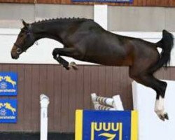 jumper Mi Amor 8 (Swedish Warmblood, 2017, from C-Ingmar)