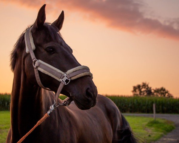 dressage horse Fräulein Froni PL (Rhinelander, 2008, from Fuchsberger)