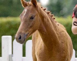 dressage horse Date Night (German Riding Pony, 2021, from Dating AT NRW)