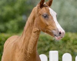 Dressurpferd Diamonds Snowflake S (Deutsches Reitpony, 2021, von Diamond Touch NRW)