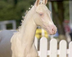 dressage horse Dream On W (German Riding Pony, 2021, from Dream Date 7)