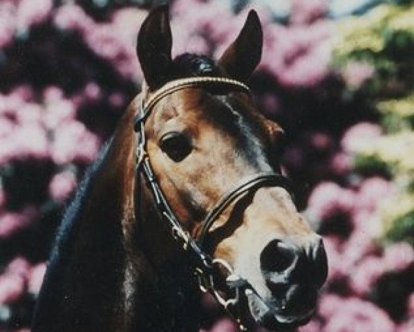 stallion Heros (Welsh-Pony (Section B), 1970, from Cusop Hoity-Toity)
