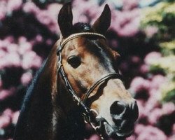 Deckhengst Heros (Welsh Pony (Sek.B), 1970, von Cusop Hoity-Toity)