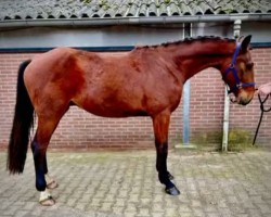 dressage horse Rex Fan Weerdenbras (KWPN (Royal Dutch Sporthorse), 2021, from Cum Laude)