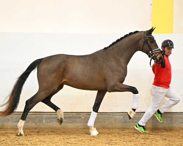 Dressurpferd Flashdance ANW (Österreichisches Warmblut, 2022, von Flashbang)