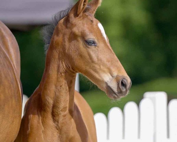 dressage horse Consul (German Riding Pony, 2021, from DSP Cosmo Royale)