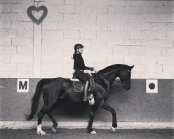 dressage horse Sir Augustin (Oldenburg, 2011, from Sir Donnerhall I)