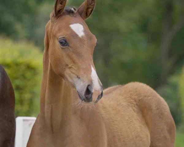 Dressurpferd Coffee Royale (Deutsches Reitpony, 2021, von DSP Cosmo Royale)