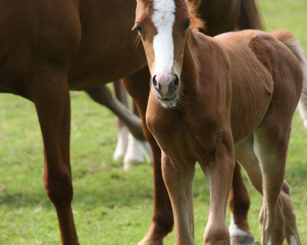 Dressurpferd Miss Moneypenny 65 (Deutsches Reitpony, 2015, von Huckleberry Finn Hj WE)