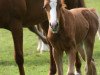 dressage horse Miss Moneypenny 65 (German Riding Pony, 2015, from Huckleberry Finn Hj WE)