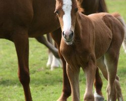 dressage horse Miss Moneypenny 65 (German Riding Pony, 2015, from Huckleberry Finn Hj WE)