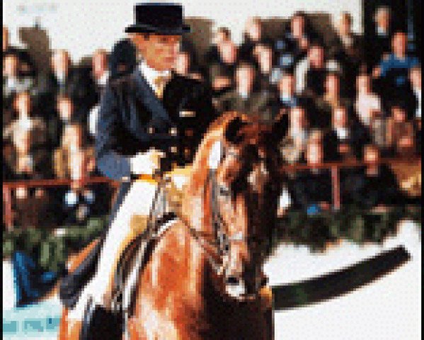 horse Ivernel (Trakehner, 1992, from Arogno)