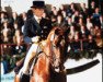 stallion Ivernel (Trakehner, 1992, from Arogno)