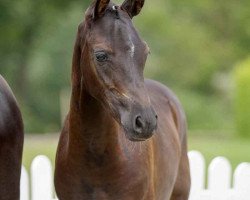 Dressurpferd Dark Devil (Deutsches Reitpony, 2021, von Designed in Black AT)