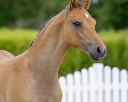 Dressurpferd Cooper's Confidence (Deutsches Reitpony, 2021, von Cooper County WE)