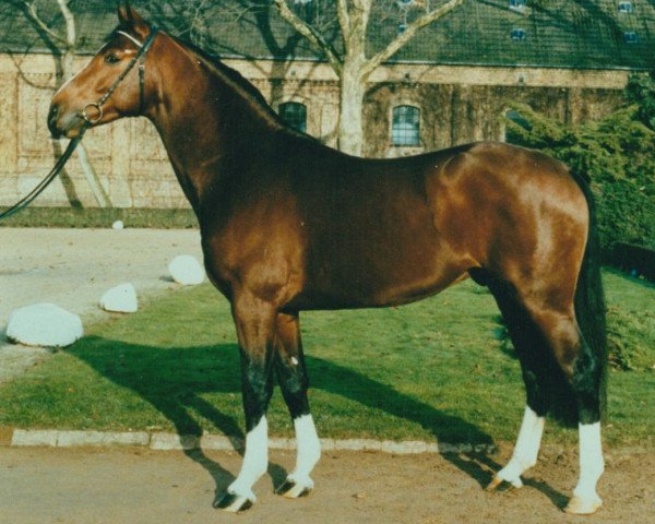 stallion Pro Ratio (Westphalian, 1989, from Power)