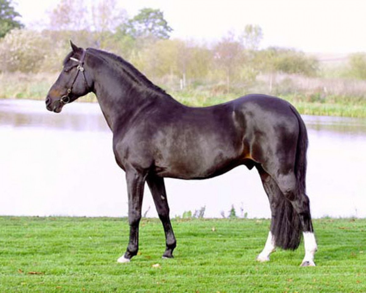 stallion Power Boy (Nederlands Welsh Ridepony, 1984, from Downland Folklore)