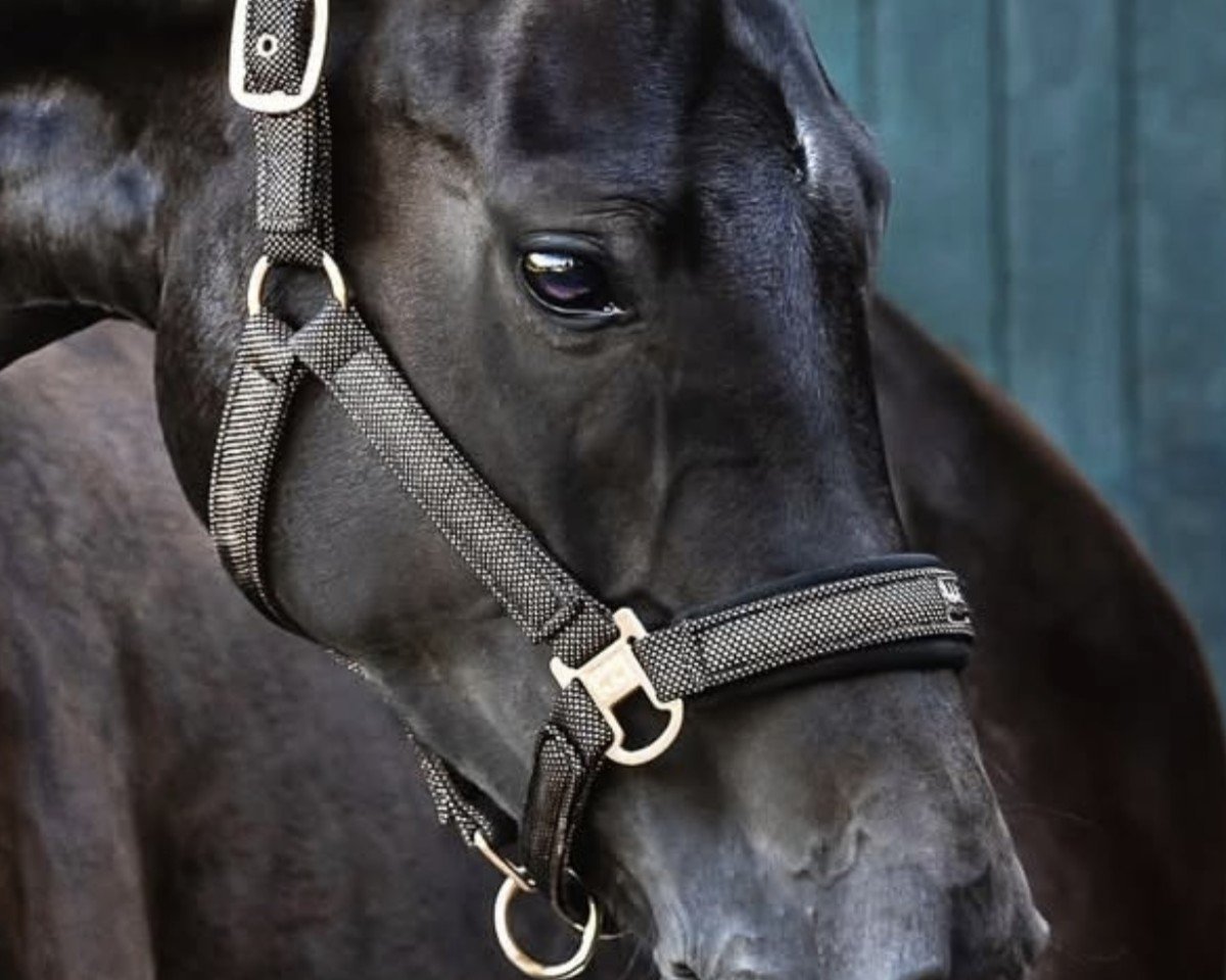 dressage horse Knopf (Westphalian, 2020, from Fürst Samarant)