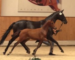 dressage horse Van Gogh 72 (Westphalian, 2021, from Valverde NRW)