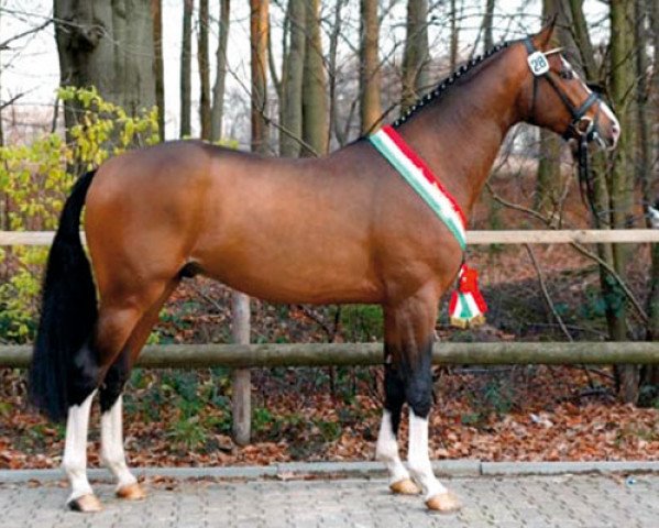 stallion Coronas 2 (Westphalian, 2005, from Cornet Obolensky)