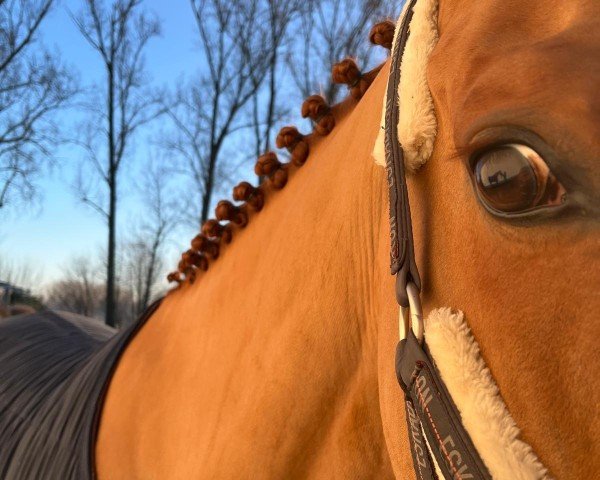 jumper Global Player (Zangersheide riding horse, 2018, from Global Express)