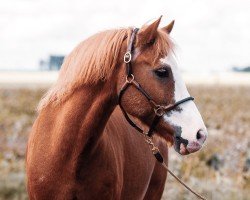 horse Teddy (Welsh Mix, 2009)