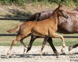 foal by Kismet (Austrian Warmblood, 2024, from Knock-Out)