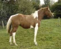 broodmare Opale de Blagny (Selle Français, 2002, from Fétiche du Pas)