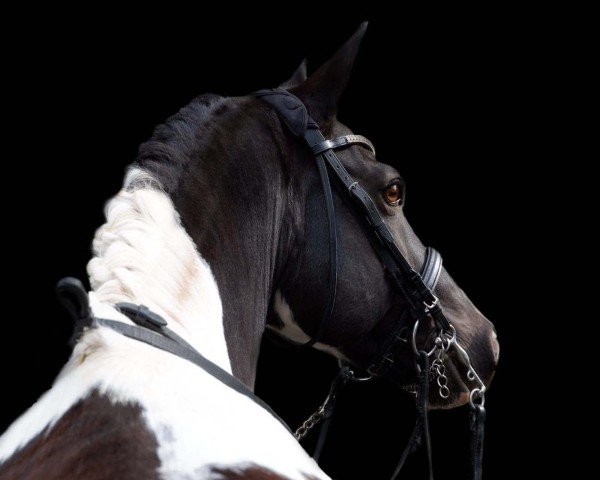 dressage horse Astor (Lewitzer, 2007, from Asterix vom Tollmoor)