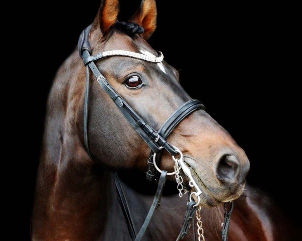 dressage horse Fiorato (Oldenburg, 2007, from Flovino)