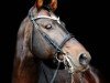 dressage horse Fiorato (Oldenburg, 2007, from Flovino)