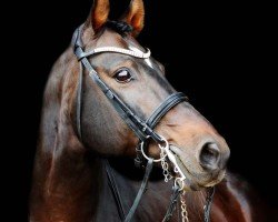 dressage horse Fiorato (Oldenburg, 2007, from Flovino)