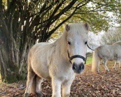 horse Winnetou vom Nimstal (Shetland Pony, 2020, from Collytown White Rum)