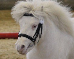 stallion Wickie vom Nimstal (Shetland Pony, 2013, from Collytown White Rum)